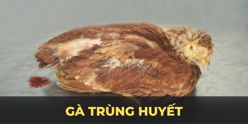 Gà Trùng Huyết ảnh đại diện