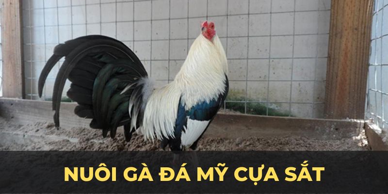 Nuôi gà đá mỹ cựa sắt ảnh đại diện